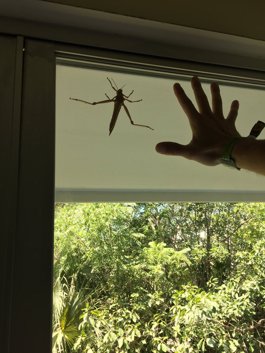 Out in playa del Carmen and the bugs here ain’t no joke. I dare you to tell me you’ve seen bigger. <a href="/TheUnCoolRapper/">Spencer Satin</a> can palm a basketball just barely for reference....