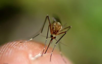 cknewstoday's tweet photo. Mosquitoes that have been trapped in Dresden have tested positive for the West Nile virus. -- #ckhealth
https://t.co/ybyyFI73mr https://t.co/bQLjDOY4CA