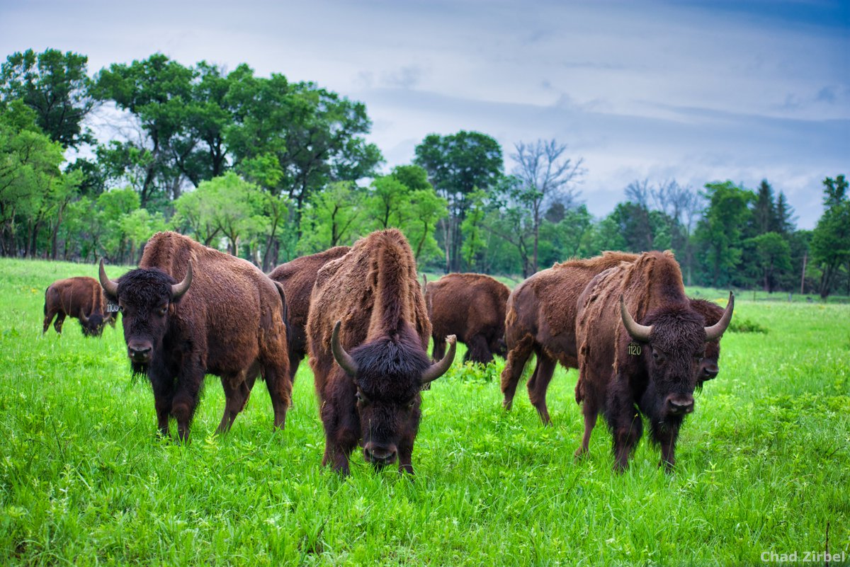I'm talking tomorrow morning about bison grazing🐂, fire🔥, and productivity🌾 in oak savanna. 9:50 am in L007/008. At the very least there will be cool pictures of bison. #ESA2019