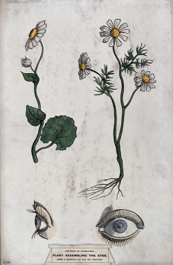 worldneedswitch's tweet photo. "The Doctrine of Signatures." In traditional folk herbalism it's suggested that the shape of the plant or fruit will potentially match the shape of the organ which it can potentially heal.  This week on #Theworldneedsawitch https://t.co/sZOyjRoo7r https://t.co/HloG9NZEzB