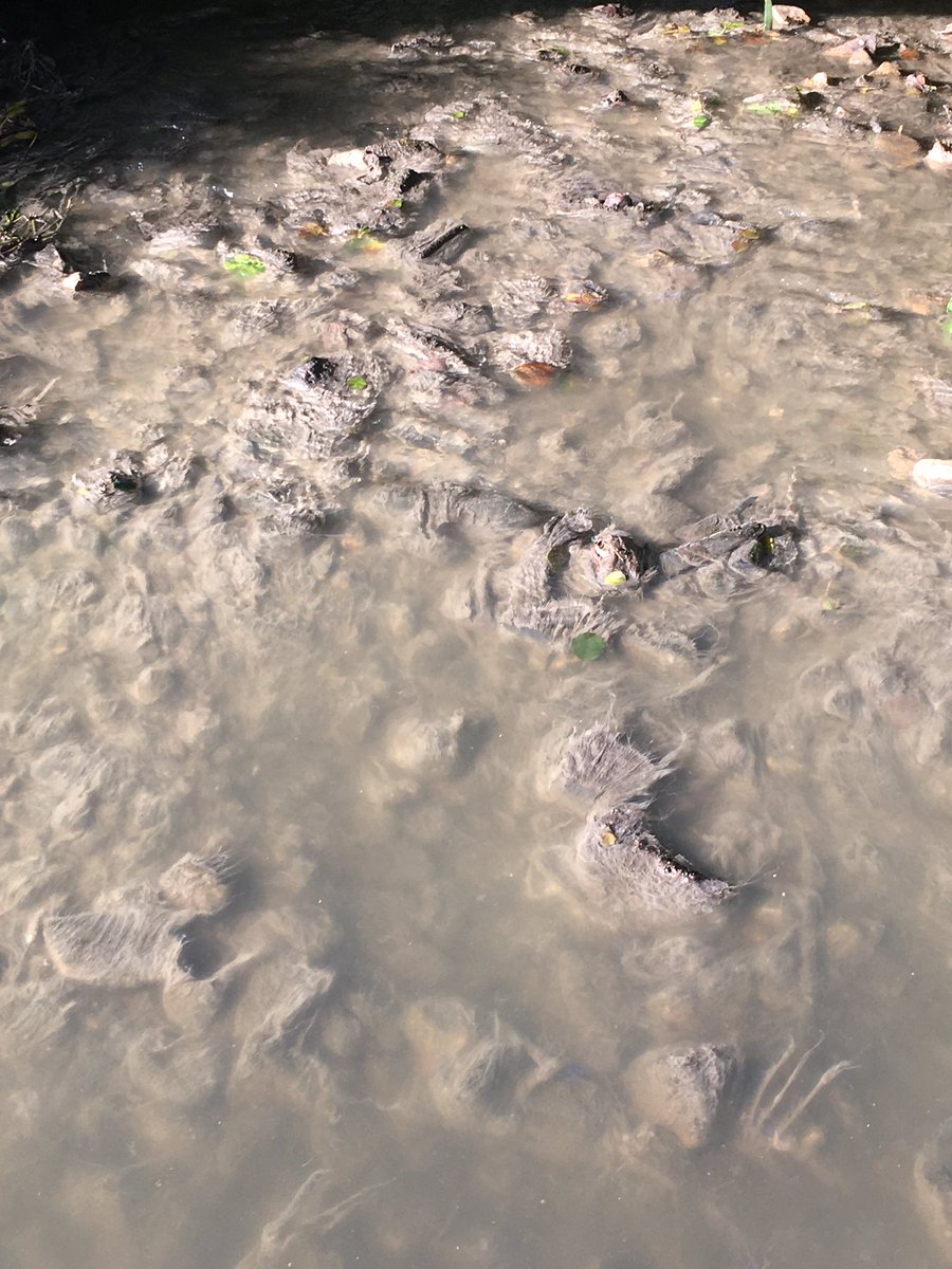 patridc's tweet photo. . @Xunta e #ConcelloBarreiros isto é a nosa vergoña de río pola falta de xestión dende fai anos. Alguen dixo depuradora? #turismosostibleXA https://t.co/RQwLW24RxW