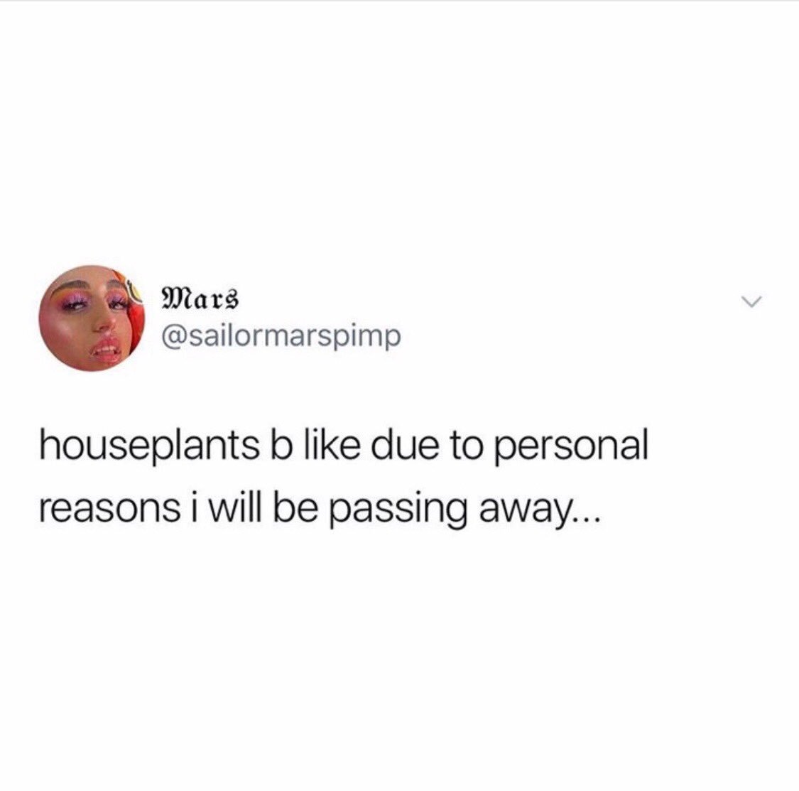 kpelliott5's tweet photo. Kelly’s houseplants! https://t.co/0ms0c3u3d6
