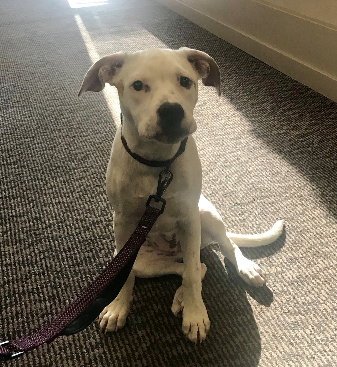 PrecisionPHCE's tweet photo. Sweet girl Emma brightening up our day! There's not much better than having a pup in the office! https://t.co/uBWAIoCBK0