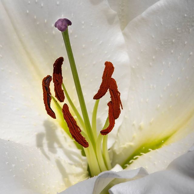 ExpatPhotograph's tweet photo. Orchid Macro

#macro #flowers #orchids #longwoodgardens https://t.co/1EpWtDhmjt https://t.co/LObZL04QcF