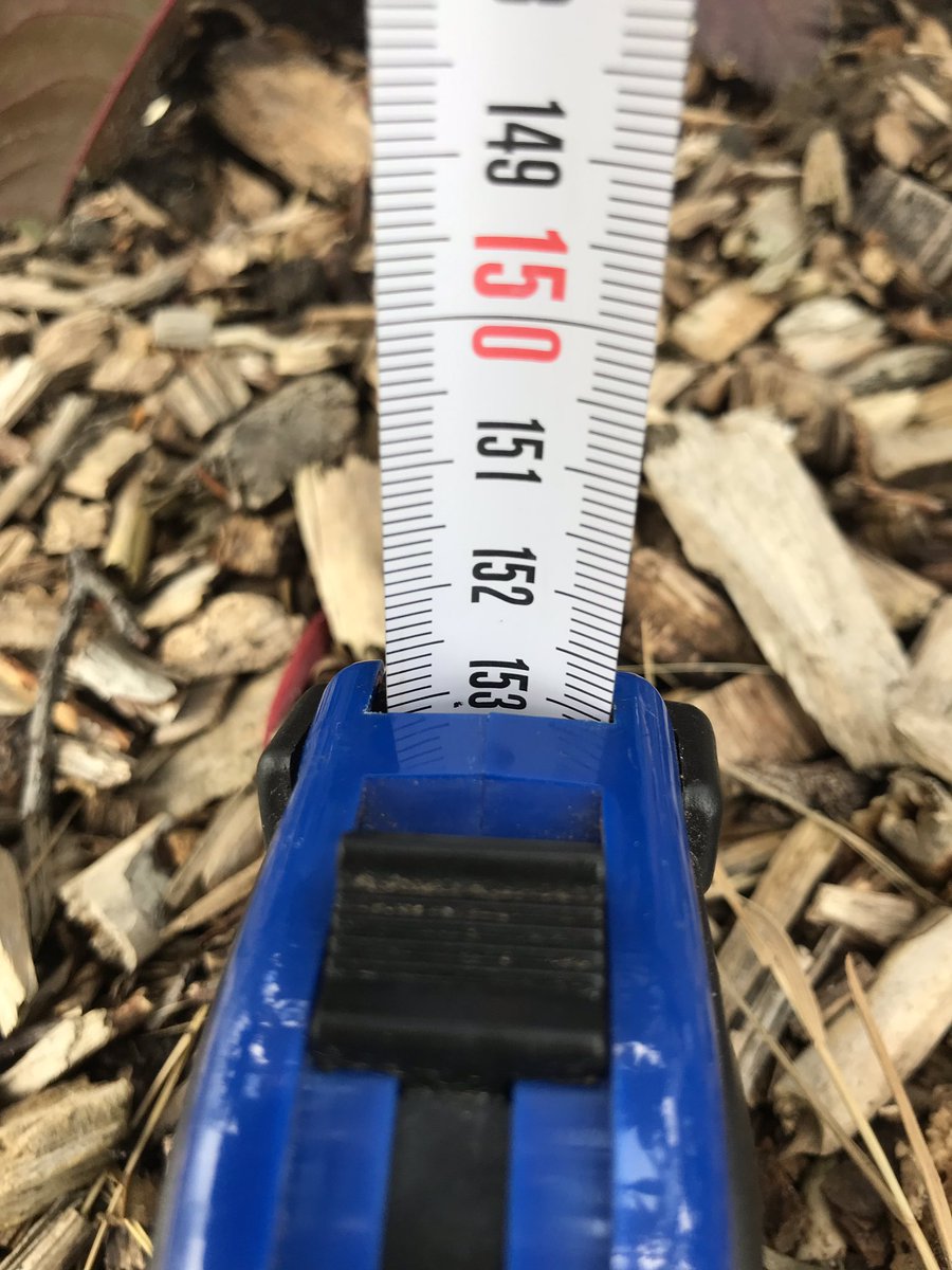 De wonderbomen die voor ons bedrijf staan hebben heel wat te verduren gehad tijdens het slechte weer van de afgelopen dagen. Maar ze staan er nog pico bello bij, 153 cm hoog inmiddels. #hoehoogisdievanjou actie voor <a href="/teamwestland/">teamwestland</a>