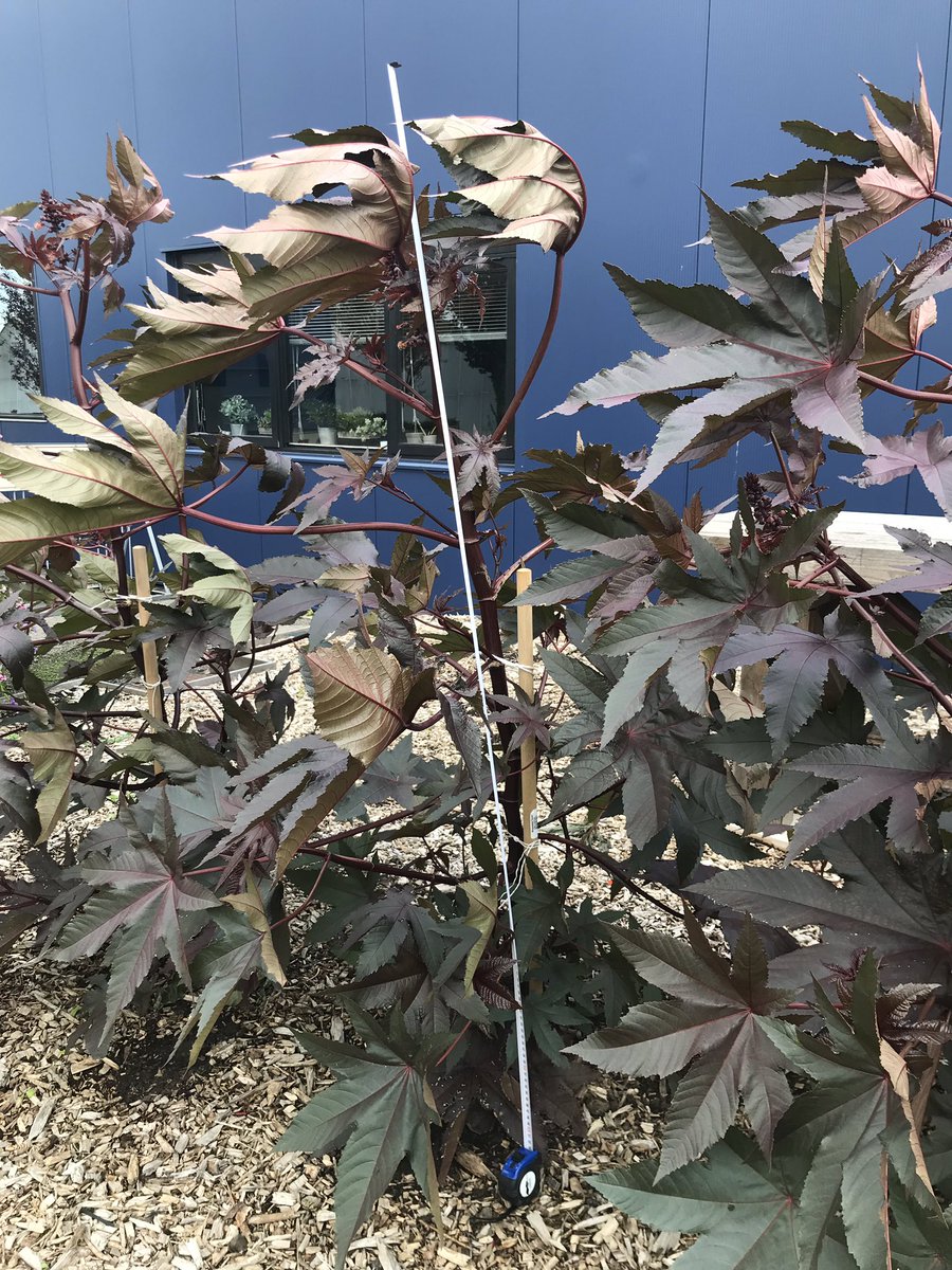 bevermeer_kw's tweet photo. De wonderbomen die voor ons bedrijf staan hebben heel wat te verduren gehad tijdens het slechte weer van de afgelopen dagen. Maar ze staan er nog pico bello bij, 153 cm hoog inmiddels. #hoehoogisdievanjou actie voor @teamwestland https://t.co/r7azttKgvd