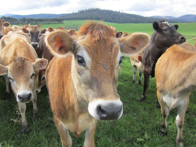 FoodDood4's tweet photo. Goldsmith's University, UK, has banned the sale of beef on campus. Citing climate change, the ban also includes plastic straws and bottled water. Cattle methane is one of the pollutants causing global warming. But so are human farts. #FoodDood #Fart #ClimateChange #Goldsmiths https://t.co/JQodaKeWcS