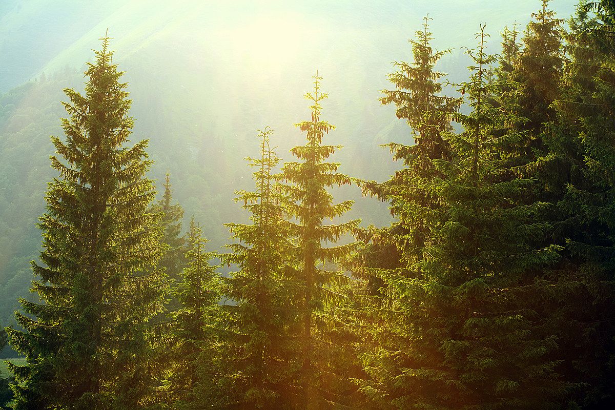 PuyallupWater's tweet photo. #treetalktuesday from your Forest COI. "Every year, one state has the honor of being chosen to work with the @forestservice to choose a tree that meets all their requirements to be the @USCapitolTree. Both parties are up in the Carson National Forest." https://t.co/FgbF4CHyex https://t.co/EDD4Drrutg