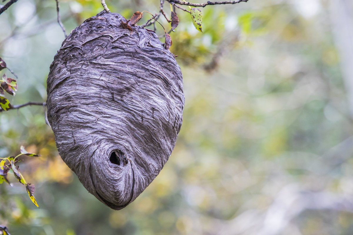 Stinging insects like wasps, yellowjackets, and hornets can be a nuisance. By learning how to distinguish between these pests and how to recognize their nests, you can protect yourself from stings.

tinyurl.com/y53a92yr