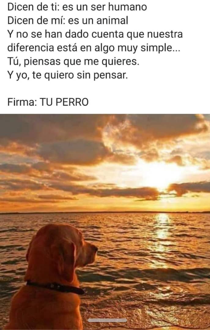 SHojalata's tweet photo. #TuPerro #Perro
Les presento a mí divino y mal portado, pero muy mimoso Pol. https://t.co/FKLW44jwg5