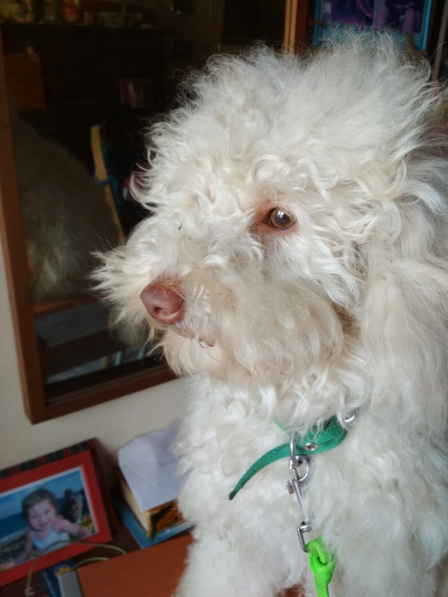 SHojalata's tweet photo. #TuPerro #Perro
Les presento a mí divino y mal portado, pero muy mimoso Pol. https://t.co/FKLW44jwg5