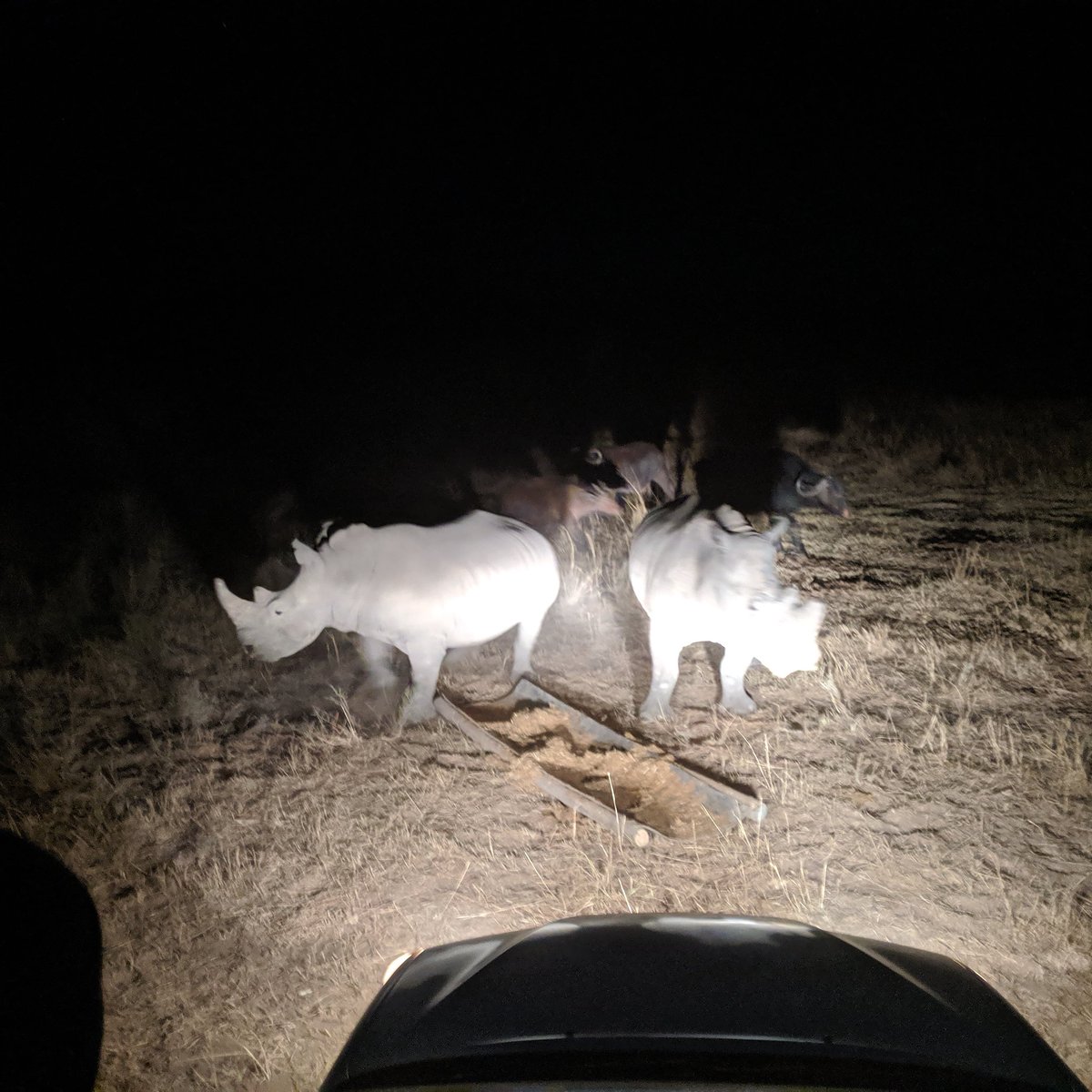 AshfordScoutsSA's tweet photo. Feeding Rhinos last night #SA2019 🇿🇦 https://t.co/v4YAovND7U