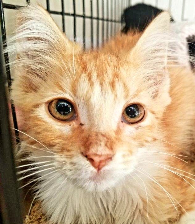 kittybungalow's tweet photo. New students Ram and Charger! #street2sweet #fromhisstohome #newstudents #TNRkittens #TNRsaveslives
To help us rescue more #Cats, visit our #ClearTheShelters events this #Caturday:
Charter School: 1-5pm 1873 Westwood Blvd LA 90025
Charm School: 11am-5pm 2032 W MLK Blvd LA 90062 https://t.co/cTKZuyEl4W