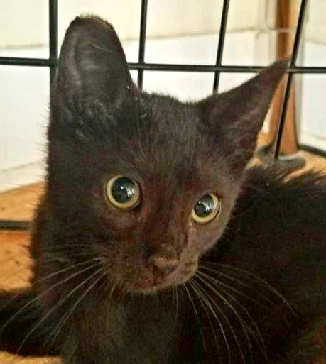 kittybungalow's tweet photo. New students Ram and Charger! #street2sweet #fromhisstohome #newstudents #TNRkittens #TNRsaveslives
To help us rescue more #Cats, visit our #ClearTheShelters events this #Caturday:
Charter School: 1-5pm 1873 Westwood Blvd LA 90025
Charm School: 11am-5pm 2032 W MLK Blvd LA 90062 https://t.co/cTKZuyEl4W