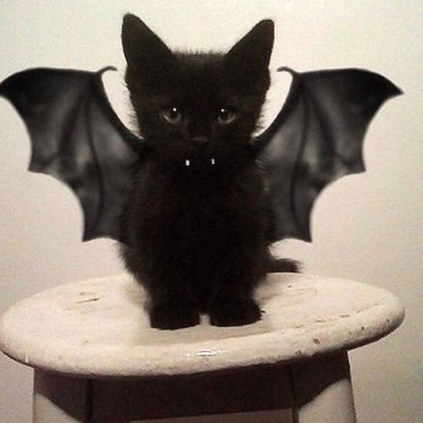 TodayCat1's tweet image. Can it get any scarier than this halloween kitten? 😹😹 #ilovemycat #instacat #kitten #kittens #kittensofinstagram