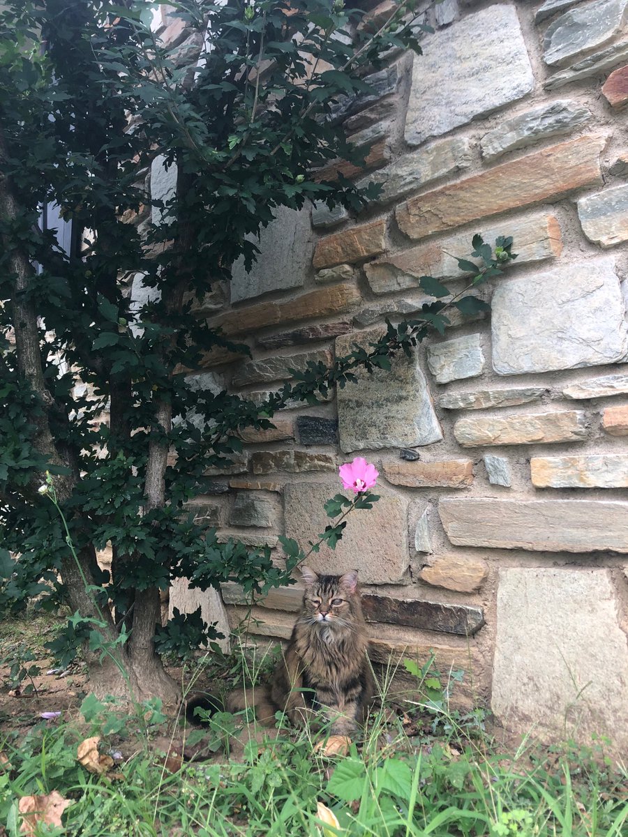 Enjoying her morning outdoor stroll 🌸💜 #sweetthang #Turbs #naturemeditation