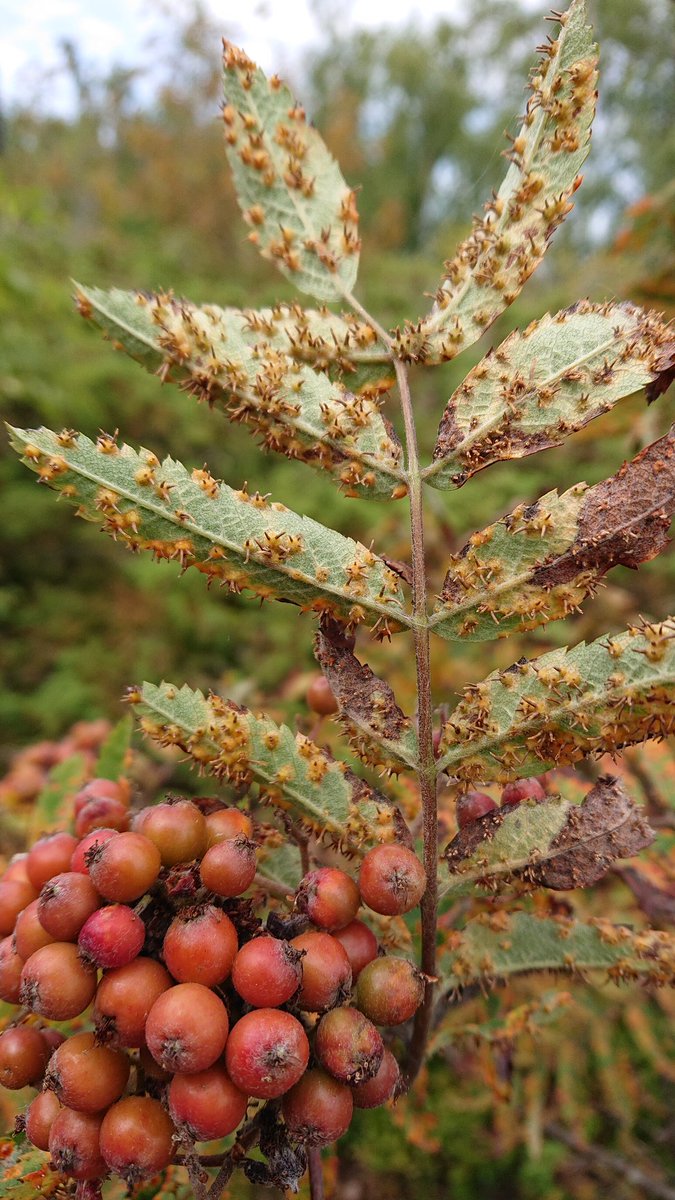 Nice infektion of Gymnosporangium cornutum in West coast of Finland