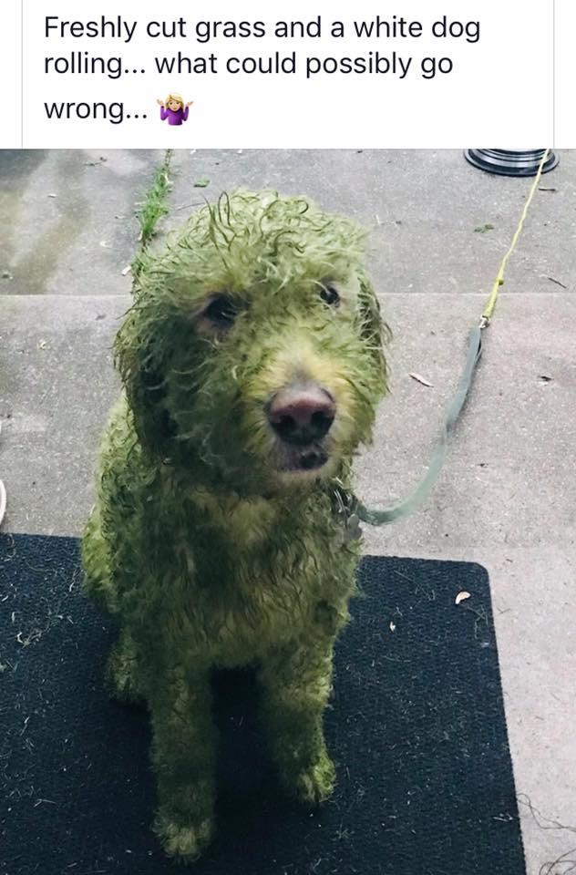 Ahhh, #summertime !! #animalhealth #TuesdayThoughts #DogLife #dogsarefamily