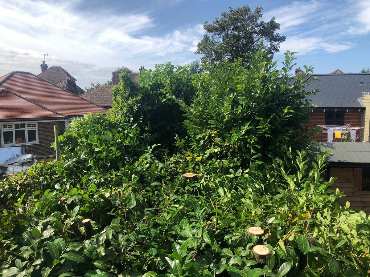 TreeProLtd's tweet photo. A lot DONE but a lot to still to do!💪🏼 A laurel hedge reduction in Ashford🌿

Want to know what we can do for YOU? Check out our website and give us a call TODAY!

👉🏼 https://t.co/99mPm5gKjf 👈

#hedgereduction #treesurgeon #treesurgery #Ashford https://t.co/QxLKSbvzXW