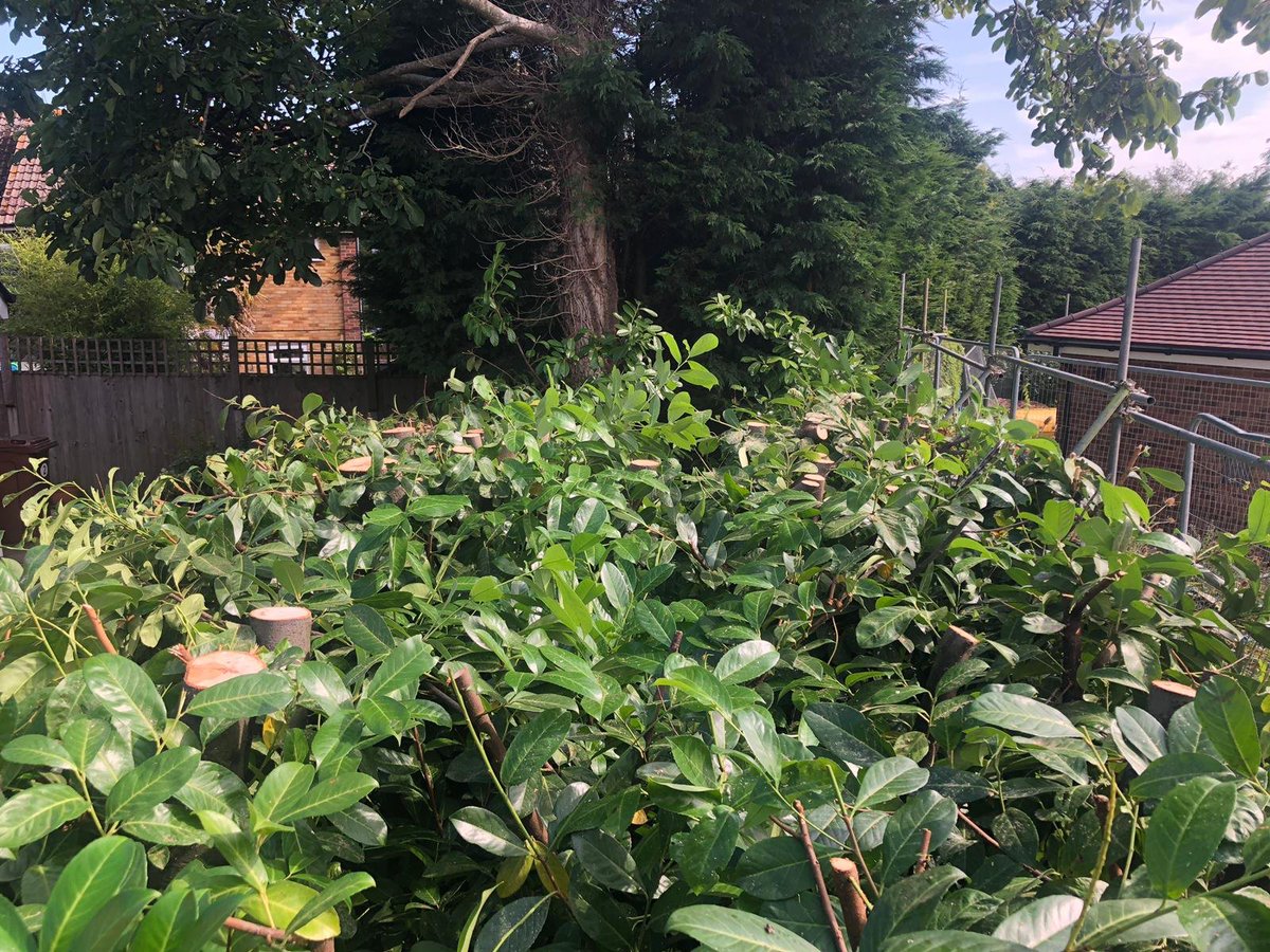 TreeProLtd's tweet photo. A lot DONE but a lot to still to do!💪🏼 A laurel hedge reduction in Ashford🌿

Want to know what we can do for YOU? Check out our website and give us a call TODAY!

👉🏼 https://t.co/99mPm5gKjf 👈

#hedgereduction #treesurgeon #treesurgery #Ashford https://t.co/QxLKSbvzXW