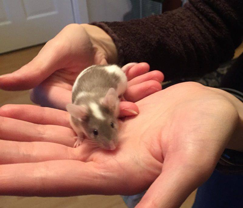 Have you ever wondered if mice could be the right pet for you? We will have mice available to meet and adopt at our Adoption Event in Lexington MA on 8/24! Make sure you have your adoption application in by 8/17 if you would like to attend. bit.ly/2M2R2T5