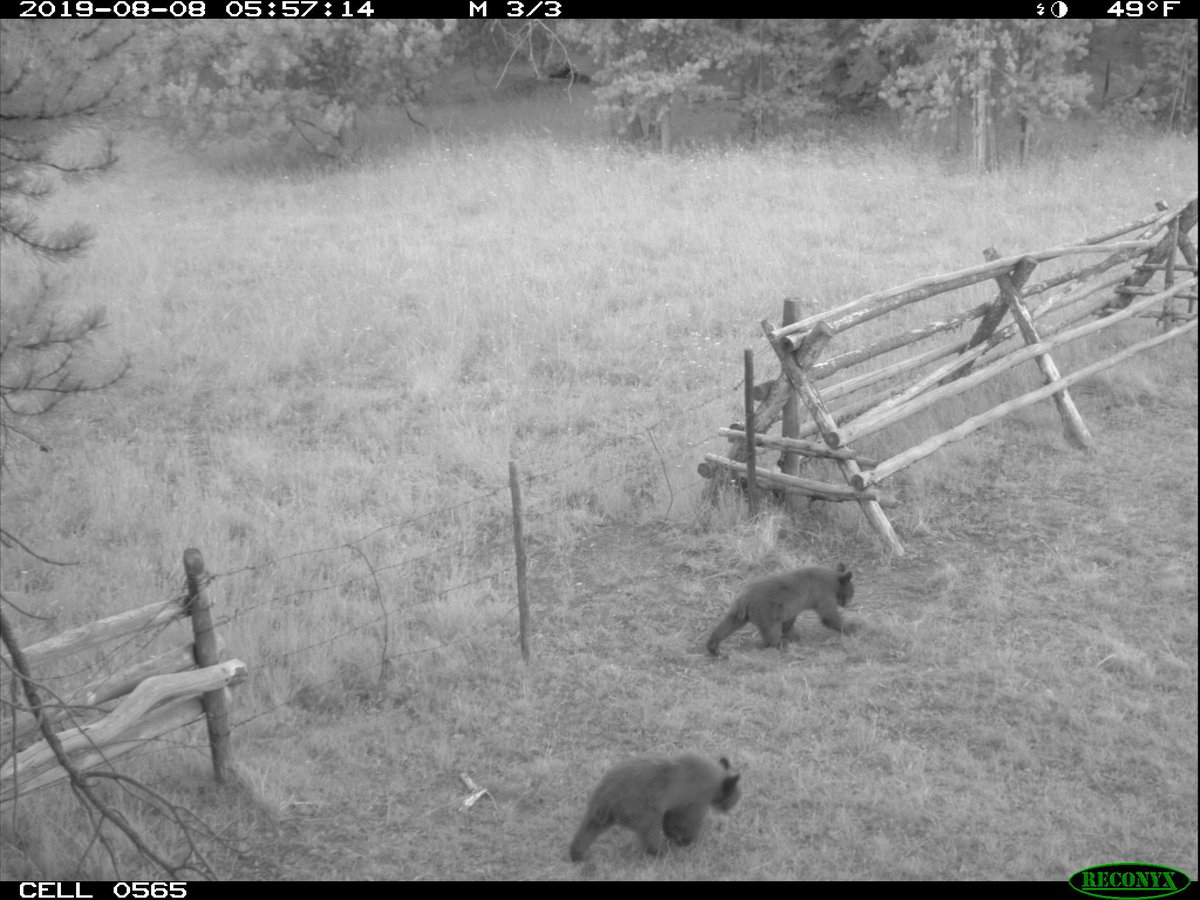 BHWC Range Rider, Chet Robertson, has been seeing a lot of bears (and taking some awesome photos!) while patrolling USFS grazing allotments in the Upper Big Hole Valley. #bigholewateshed #bigholevalley #blackbear #southwestmontana