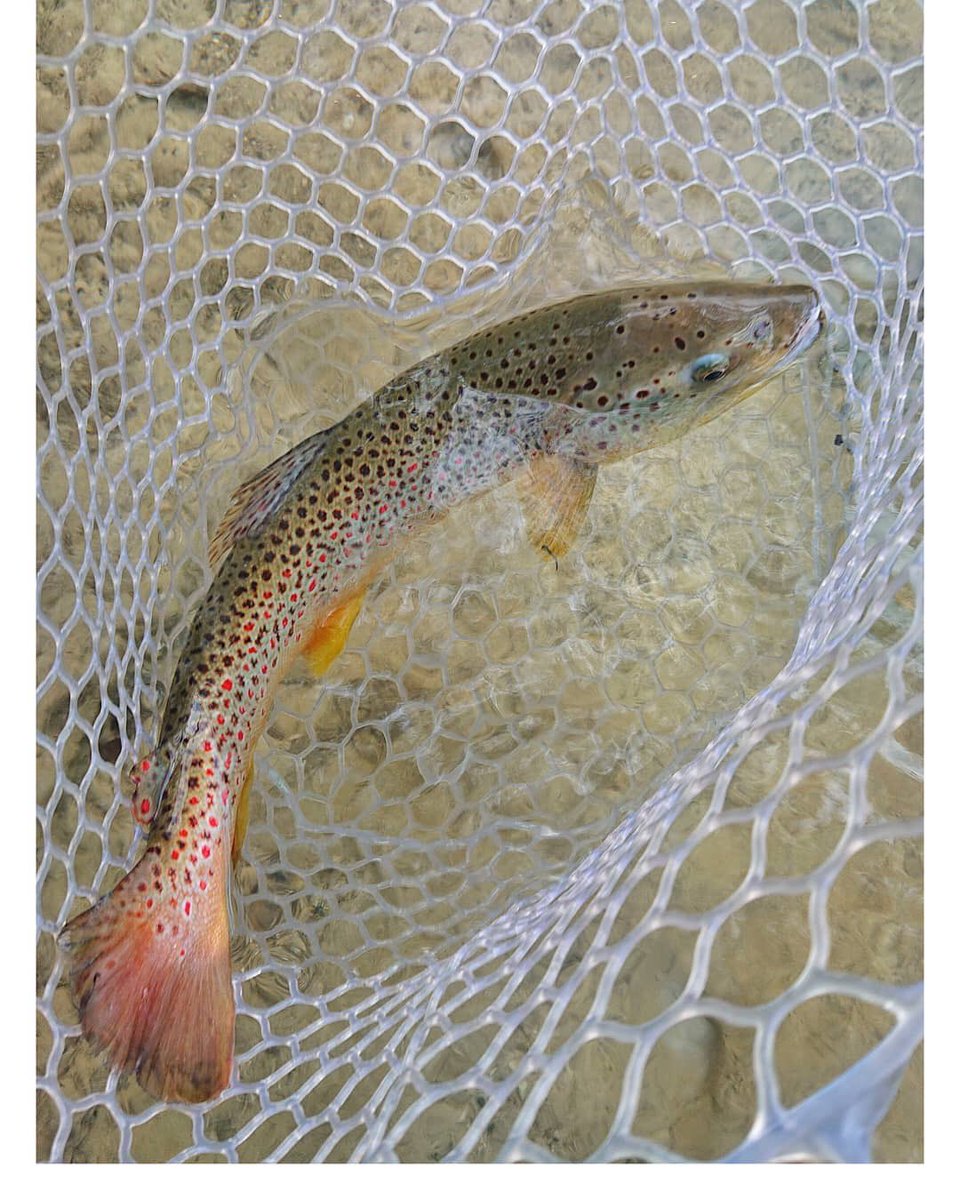 ctsfishing's tweet photo. A stunning Austrian jewel. 🇦🇹 #ctsfishing
⠀⠀⠀⠀⠀⠀⠀⠀⠀
Photo: Josef Schoder https://t.co/YNSTRufII3