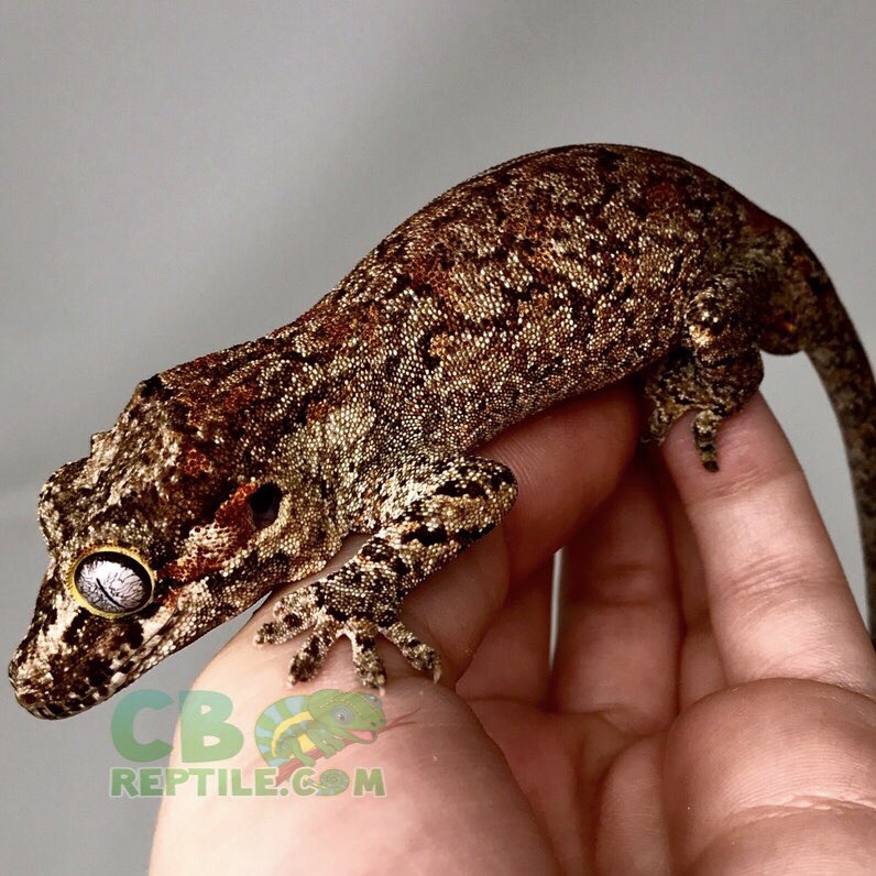 CBReptiles's tweet photo. Hey there, handsome!😘🦎
This guy was a blast to photo today!🧡
•
•
•
#gargoylegecko #gargoylegeckos #babygargoylegecko #gargoyles #gargoyle #gecko #geckobreeder #geckolife #captivebred #handraised #orangeblotch #reticulated #orangeblotchedretic #orangeblotchedgargoyle https://t.co/rBR3kyjEZL