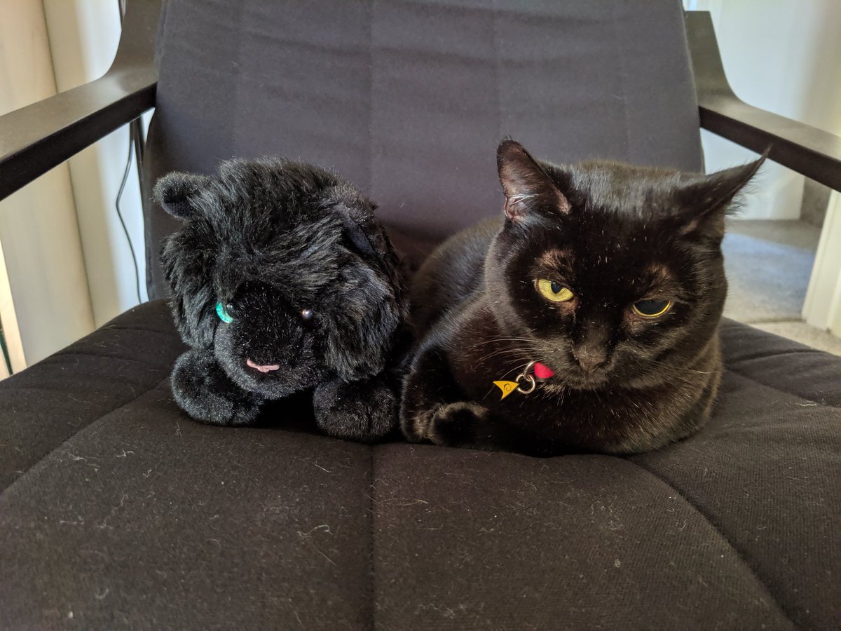 officialhowsei's tweet photo. Some might say I have issues #FakeAddie #AdmiralCat #DailyDoseOfAddie https://t.co/sfj9ReF9xb