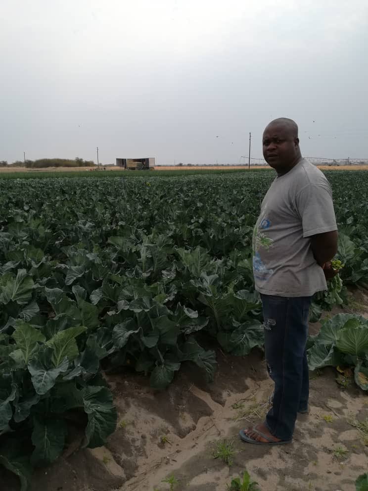 Cauliflower available end August, cabbage available now. Cheap cheap 0814559274,,,PS.  im not the guy in the picture