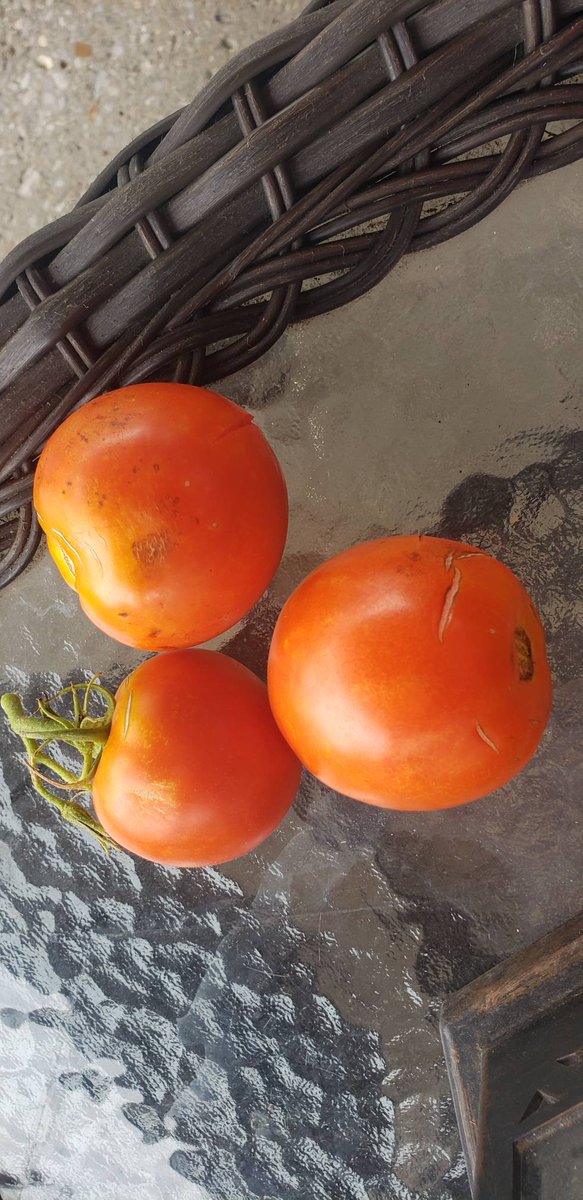 AutumnWoodsHC's tweet photo. A little gardening is good for the soul!
#CampusInColor
#SimpleSummerPleasures https://t.co/xYeOdEKq6V