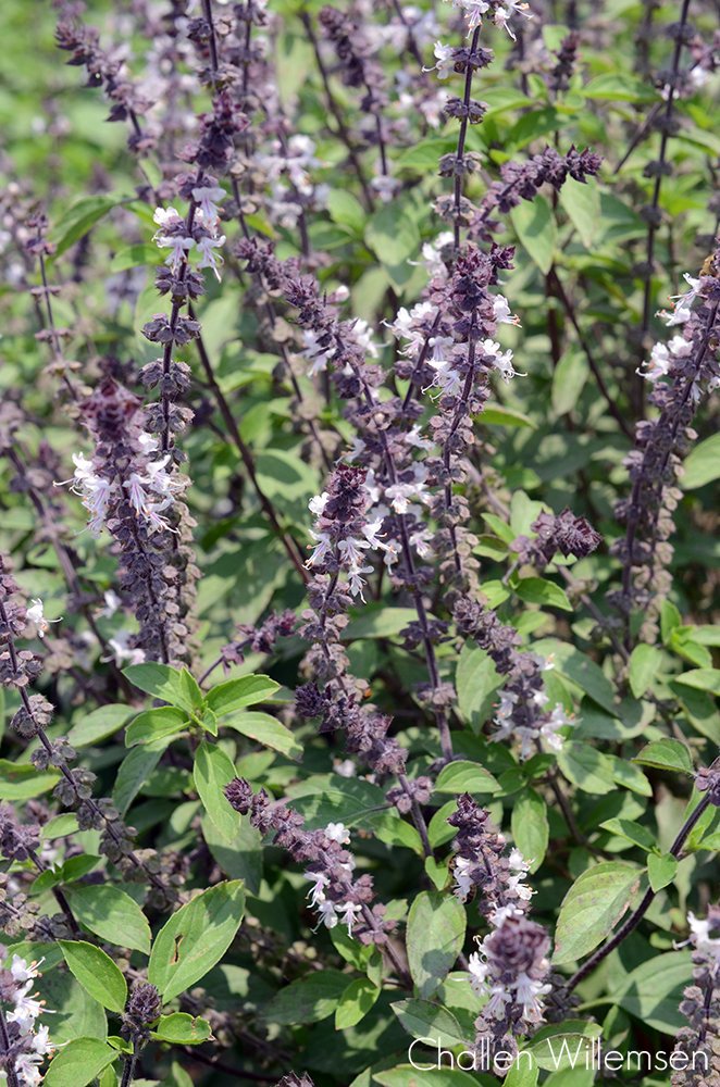 challenguate's tweet photo. Basil - whenever it rains, the smell comes creeping in through my window. This is Ocimum basilicum 'Ararat', one of the most popular varieties of basil found in Guatemala. The bees love it. #herbs #basil #lamiaceae #albahaca #guatemala #botany #flora #flowers #nature #bees 🐝 https://t.co/ERljeoc9KF