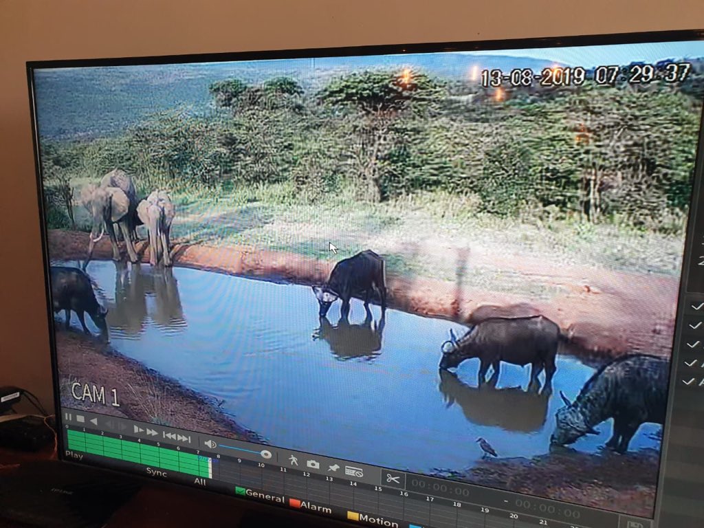 SpiritoftheMara's tweet photo. We can’t get enough of our watering hole camera that captures all the animals that come to quench their thirst at our watering hole, all through the day and night. All we have to do is just sit back and see it all!!! #ExperienceSpiritoftheMasaiMara #FavoritePastimeactivity https://t.co/hpS6ah1RLZ