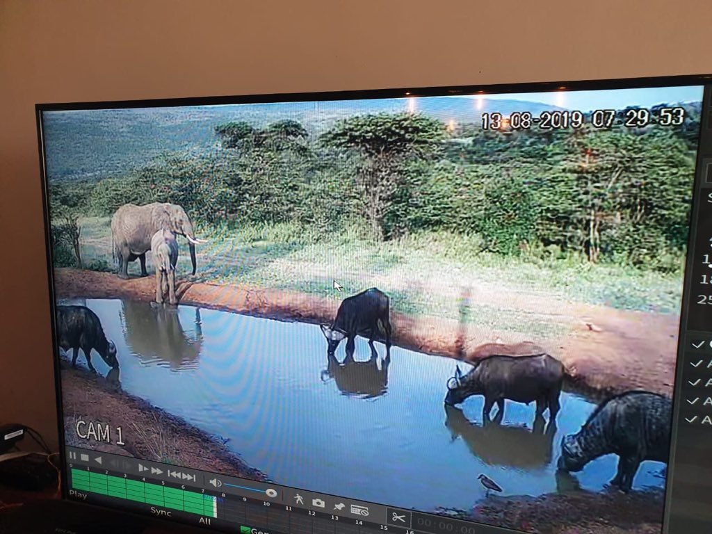 We can’t get enough of our watering hole camera that captures all the animals that come to quench their thirst at our watering hole, all through the day and night. All we have to do is just sit back and see it all!!! #ExperienceSpiritoftheMasaiMara #FavoritePastimeactivity