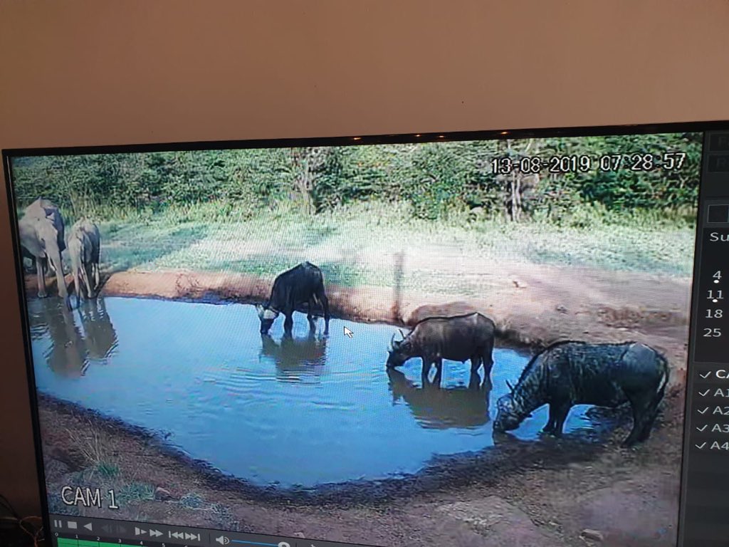 SpiritoftheMara's tweet photo. We can’t get enough of our watering hole camera that captures all the animals that come to quench their thirst at our watering hole, all through the day and night. All we have to do is just sit back and see it all!!! #ExperienceSpiritoftheMasaiMara #FavoritePastimeactivity https://t.co/hpS6ah1RLZ