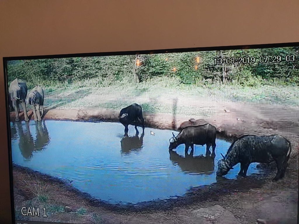 SpiritoftheMara's tweet photo. We can’t get enough of our watering hole camera that captures all the animals that come to quench their thirst at our watering hole, all through the day and night. All we have to do is just sit back and see it all!!! #ExperienceSpiritoftheMasaiMara #FavoritePastimeactivity https://t.co/hpS6ah1RLZ