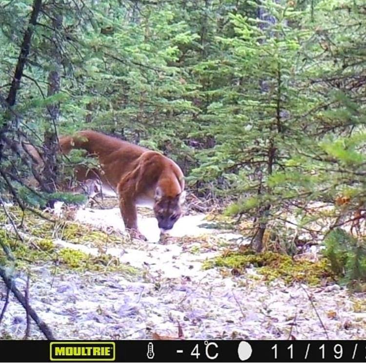 SceeryOutdoors's tweet photo. Caught on camera ...... https://t.co/8TwtzMQIS6
