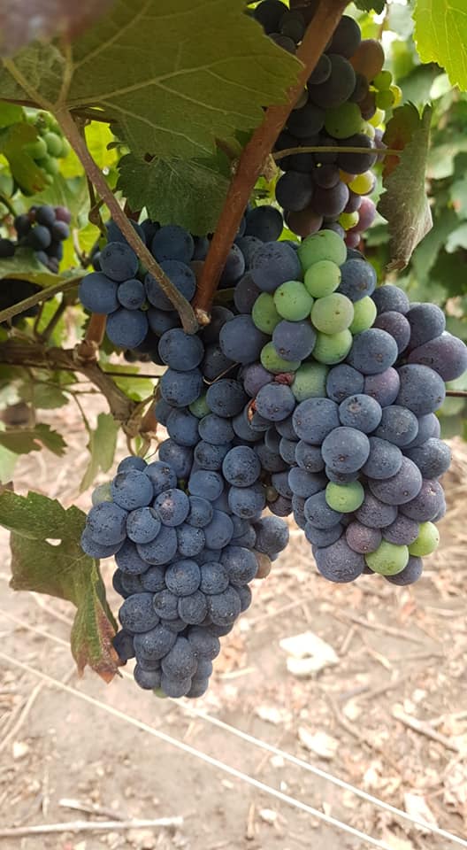 ChampagneJMVF's tweet photo. [FR] 1ère photo : véraison l'année dernière, 2ième photo : véraison cette année
[EN] 1st picture: véraison last year, 2nd picture: véraison this year
#veraison #difference #vendange #champagne https://t.co/m1B0GfQqnk