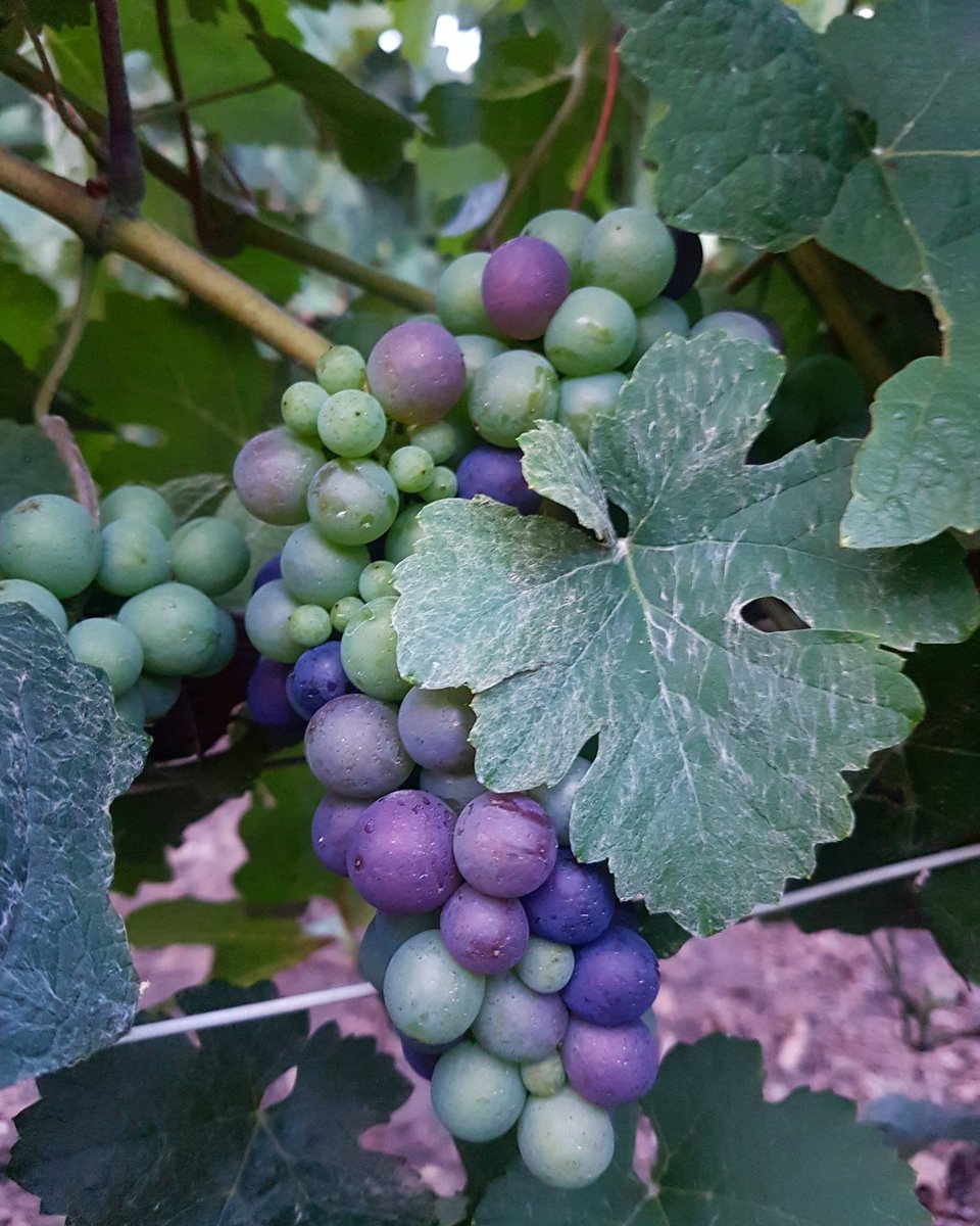 ChampagneJMVF's tweet photo. [FR] 1ère photo : véraison l'année dernière, 2ième photo : véraison cette année
[EN] 1st picture: véraison last year, 2nd picture: véraison this year
#veraison #difference #vendange #champagne https://t.co/m1B0GfQqnk