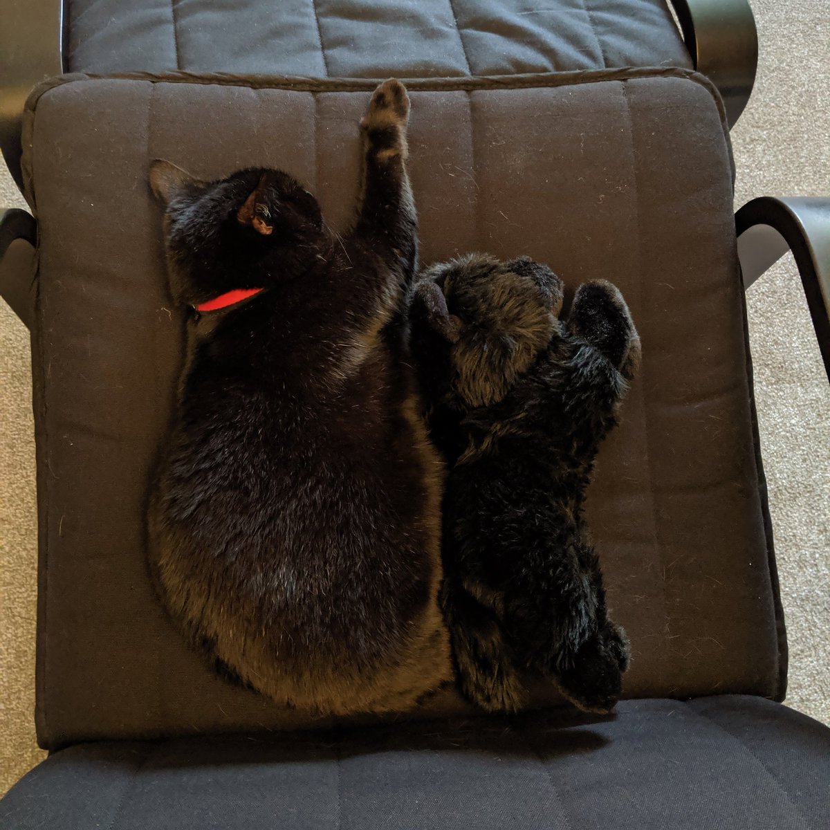 officialhowsei's tweet photo. They've moved #FakeAddie #AdmiralCat https://t.co/gvIMJLwi7B