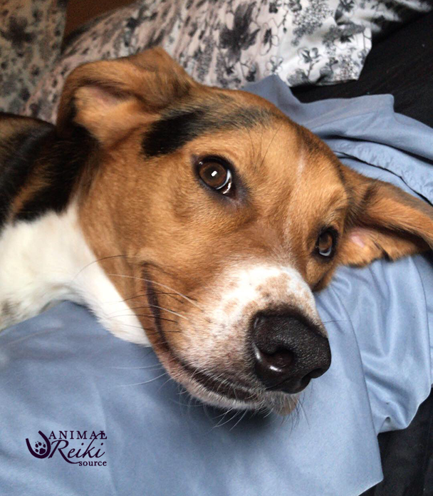 ARS_animalreiki's tweet photo. How your dog looks when they hear you say it's time for Reiki πΆ
https://t.co/2zPKrYGrnR #LetAnimalsLead #ReikiForDogs #CanineWellness #AnimalReiki https://t.co/ZQi7rJ6dgm