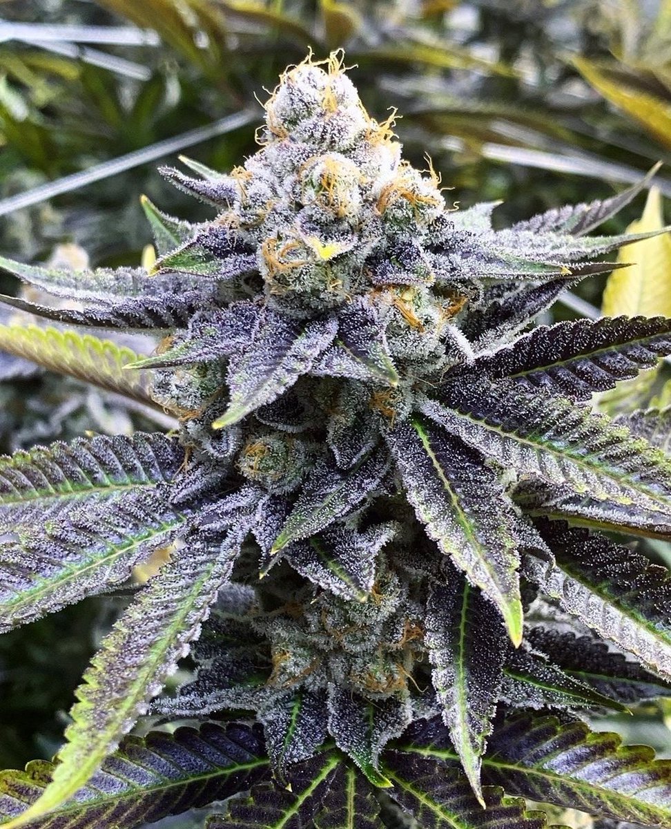 CrecerGreenLabs's tweet image. #Terpy #Tuesday with some #delicious &quot;Modified🍇Grapes&quot;!!!

#crecergreenlabs #floridacannabis #premiumcannabis #topshelf #muvflorida #altmedflorida #muv #cannabis #medicalmarijuana #thc #cbd #terpenes #tricomes #marijuana #florida #indica #weedporn #weed #dank #crip #maryjane #mj