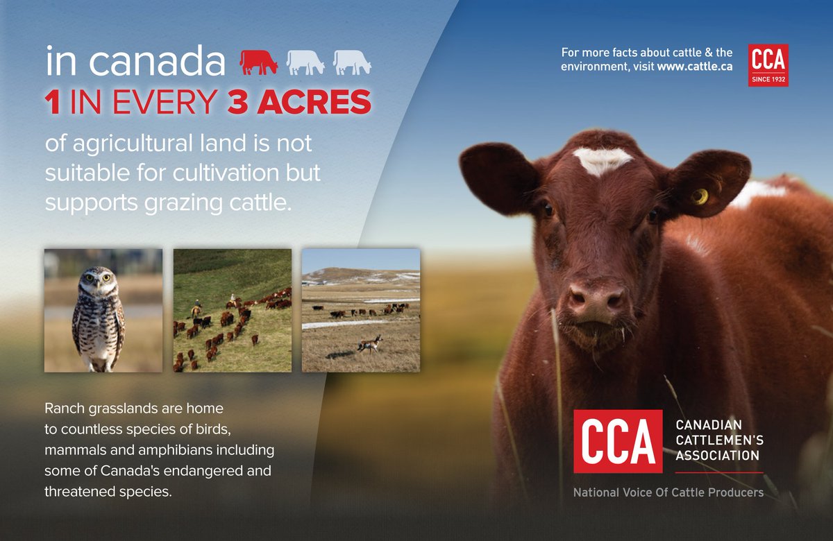 Grazing provides natural habitat for Cda’s birds. Incl. #beef &amp; other range-fed meat in your diet to help #grasslandbirds #TESA2019 #sustainable