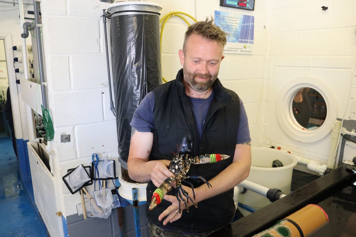 movedecologist's tweet photo. Fantastic to visit Ben Marshall and Carly Daniels from the @PadstowLobster, a not-for-profit hatchery that has head-started more than 250,000 European Lobsters for wild release over the past 20 years - and is reliant on visitor fees to operate. @ChurchillTrust https://t.co/Q3V4hmLi4m