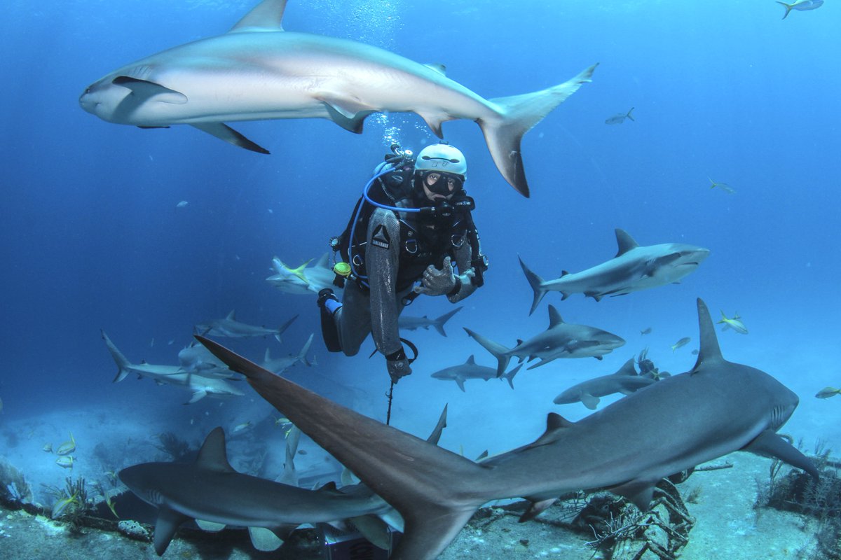 StuartCoveDive's tweet photo. In his element. Shark Adventure Instructor Stephen Nixon
πΈ Zac Luedders
#divestuartcoves
#sharkdive
#sharkconservation
#bahamas
#protected
#nassau https://t.co/quZ4oCpSrw