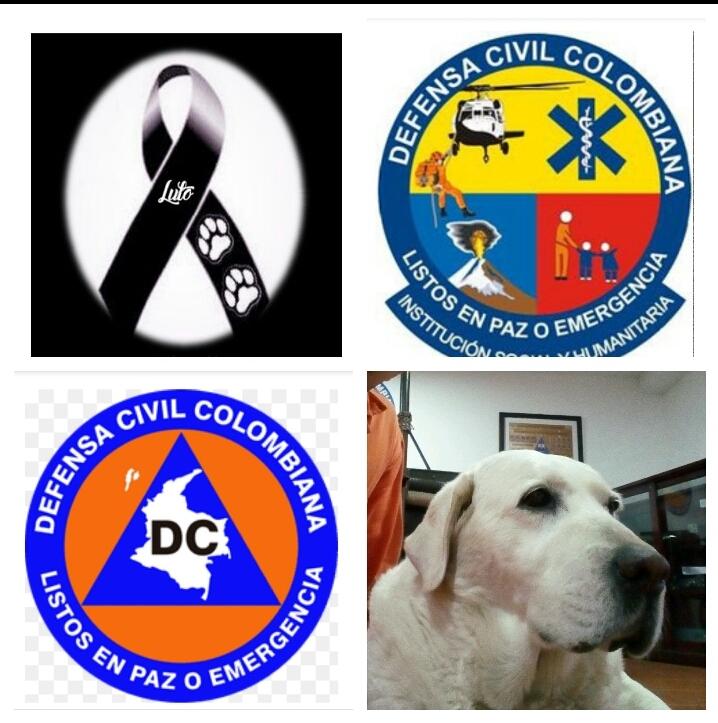Luna, la veterana can rescatista ya no nos esperará físicamente en la Escuela Carlos Lleras Restrepo de la <a href="/DefensaCivilCo/">DefensaCivilColombia</a>. Su servicio ha terminado 🐕👼
#ListosEnPazOEmergencia