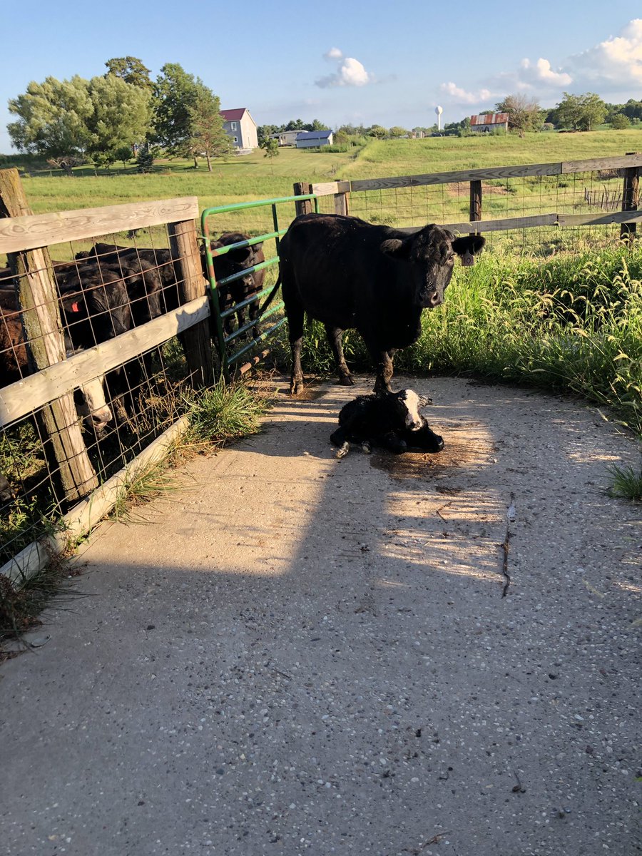 montemason's tweet photo. @glademason giving one of his heifers some extra needed push or pull #success https://t.co/w9WVvGuvwe