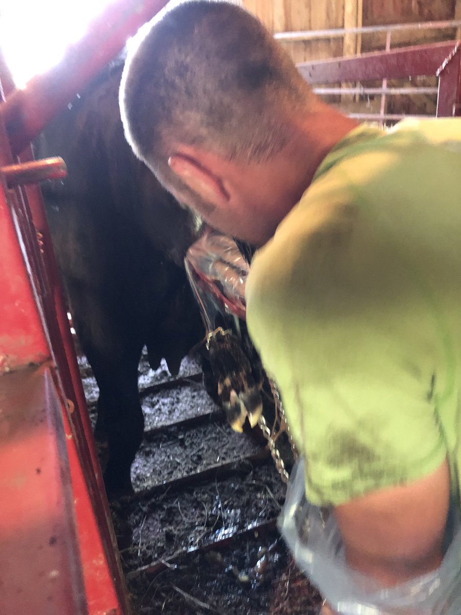 montemason's tweet photo. @glademason giving one of his heifers some extra needed push or pull #success https://t.co/w9WVvGuvwe