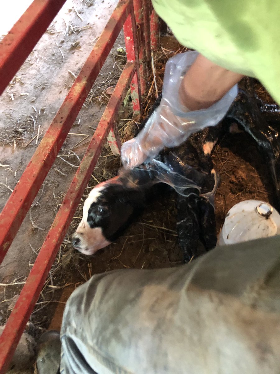 montemason's tweet photo. @glademason giving one of his heifers some extra needed push or pull #success https://t.co/w9WVvGuvwe