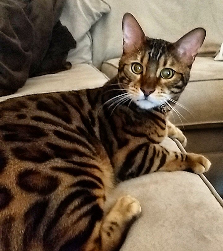 Benjithebengal's tweet photo. Just hanging on a Tuesday 🐾

#bengalworld #catsofinstagram #instacat #tuesdaymood #zzz #bengalsofinstagram #catphotography #catography #catsoftwitter #methuen #boston #methuen #catphoto #catstagram #bengalgram #bengalcats #bengalkitten #catsfollowers #cats🐱 #bengals https://t.co/QVT1eAFTV4